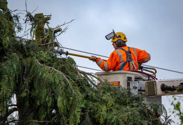 Best Tree Preservation Services  in Bryn Mawr, PA