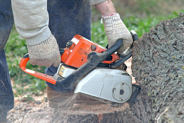 How Our Tree Care Process Works  in  Bryn Mawr, PA