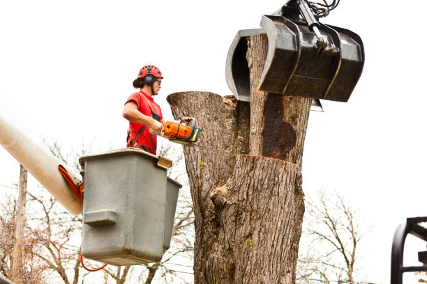 Bryn Mawr, PA Tree Removal Services Company